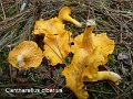Cantharellus cibarius-amf837-1